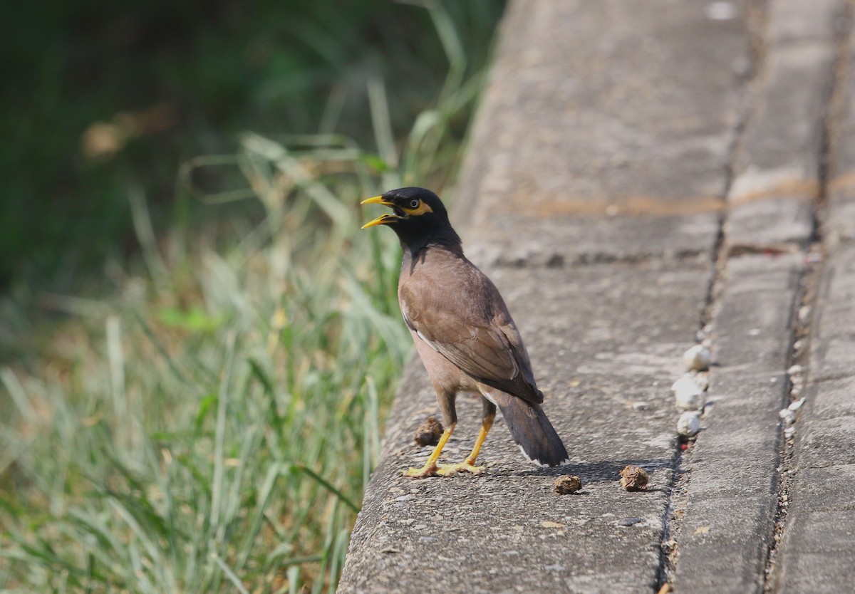 Common Myna - Yun Ting Hsieh