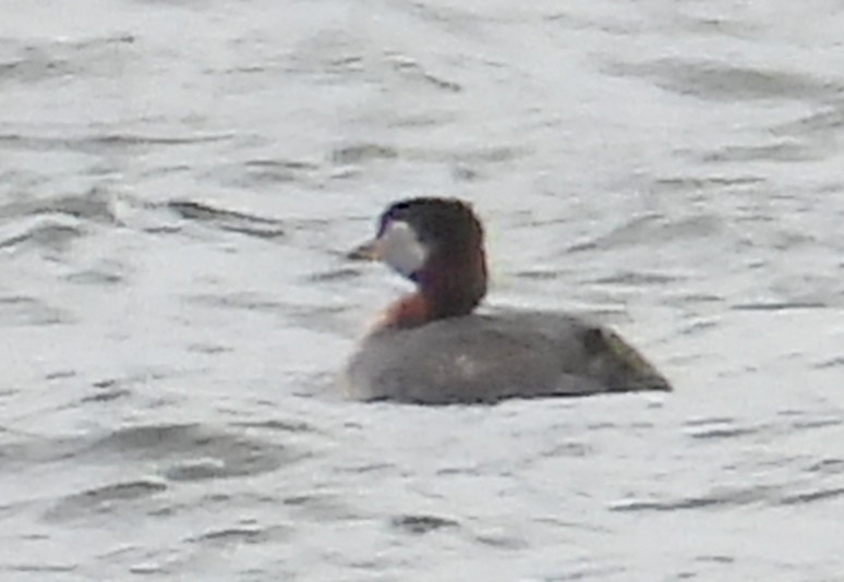 Red-necked Grebe - ML618050609