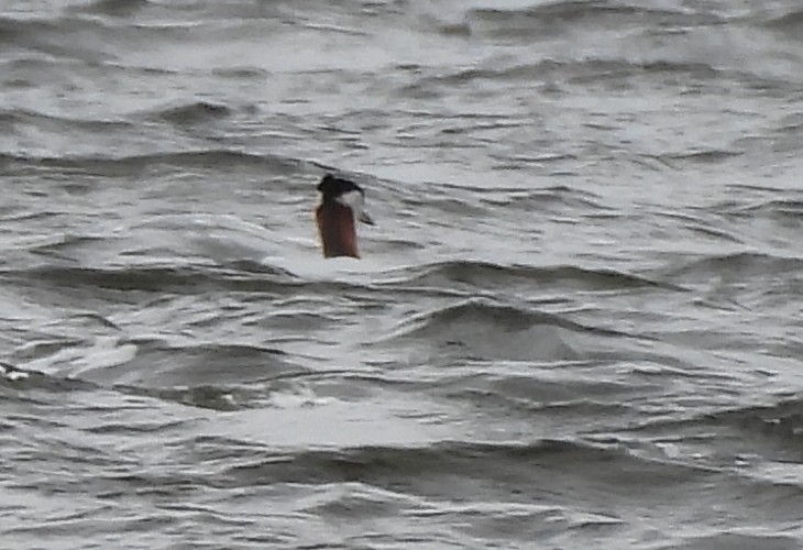 Red-necked Grebe - ML618050610