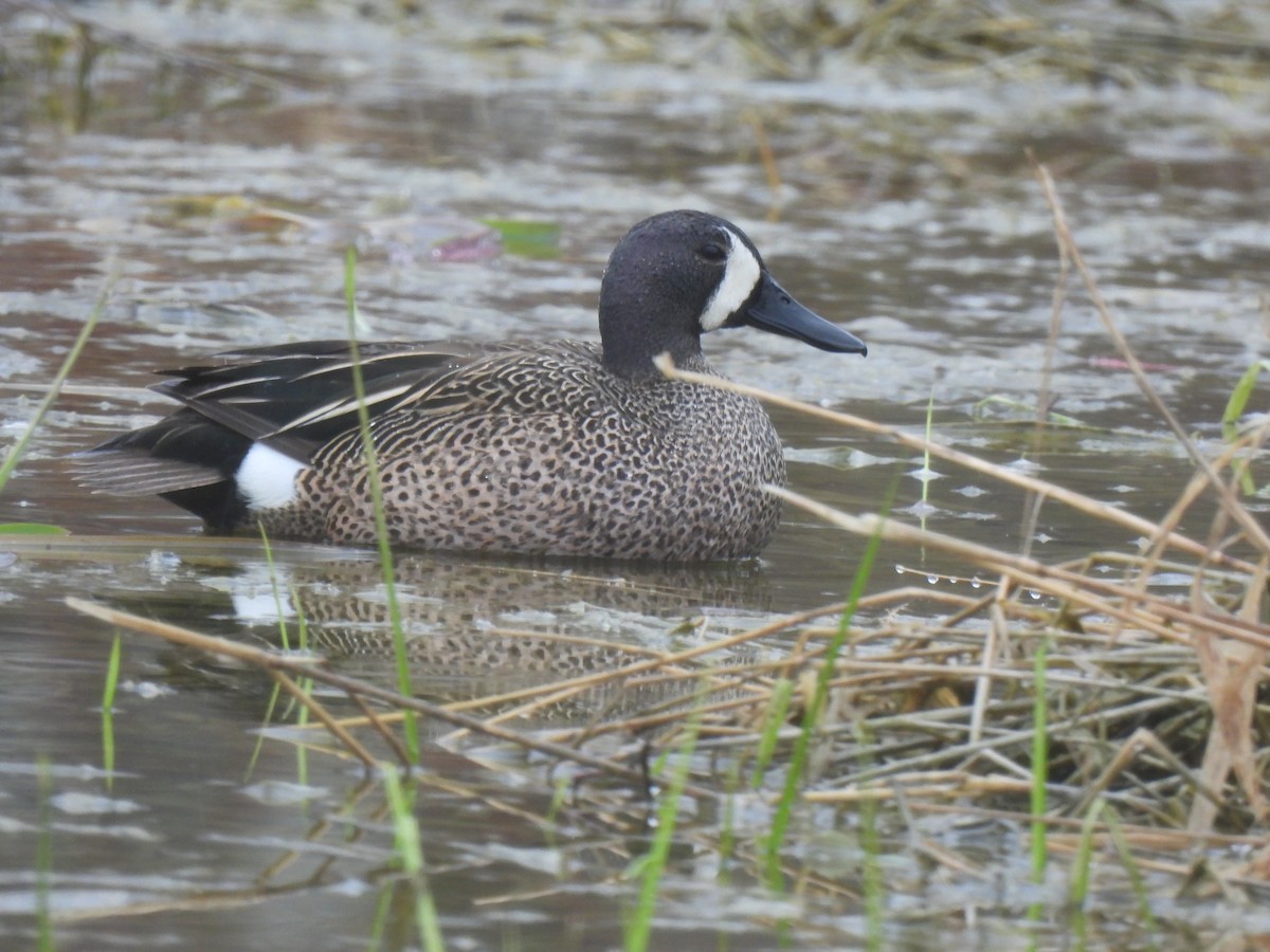 Blue-winged Teal - Heather Gray Toner