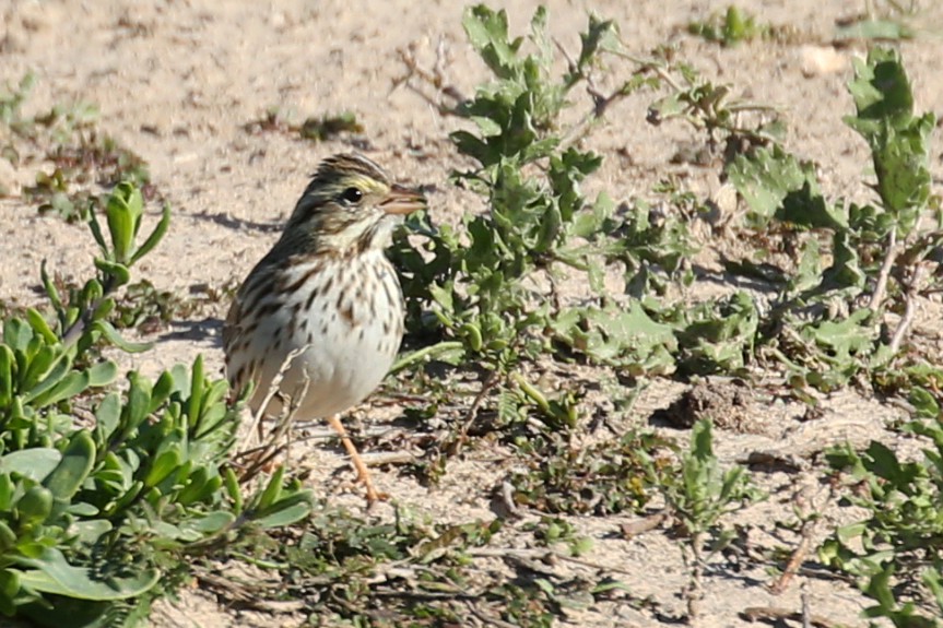 Savannah Sparrow - ML618050675