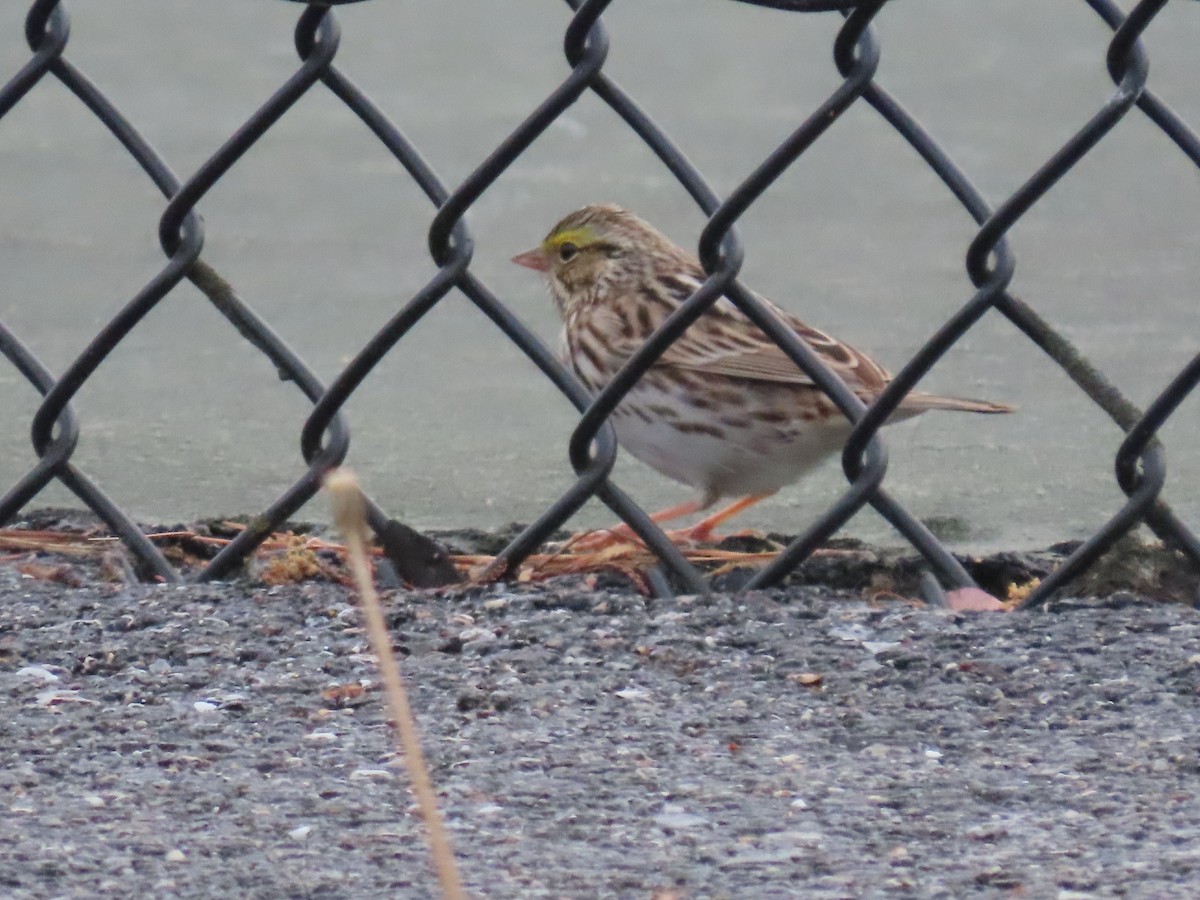 Savannah Sparrow - ML618050696