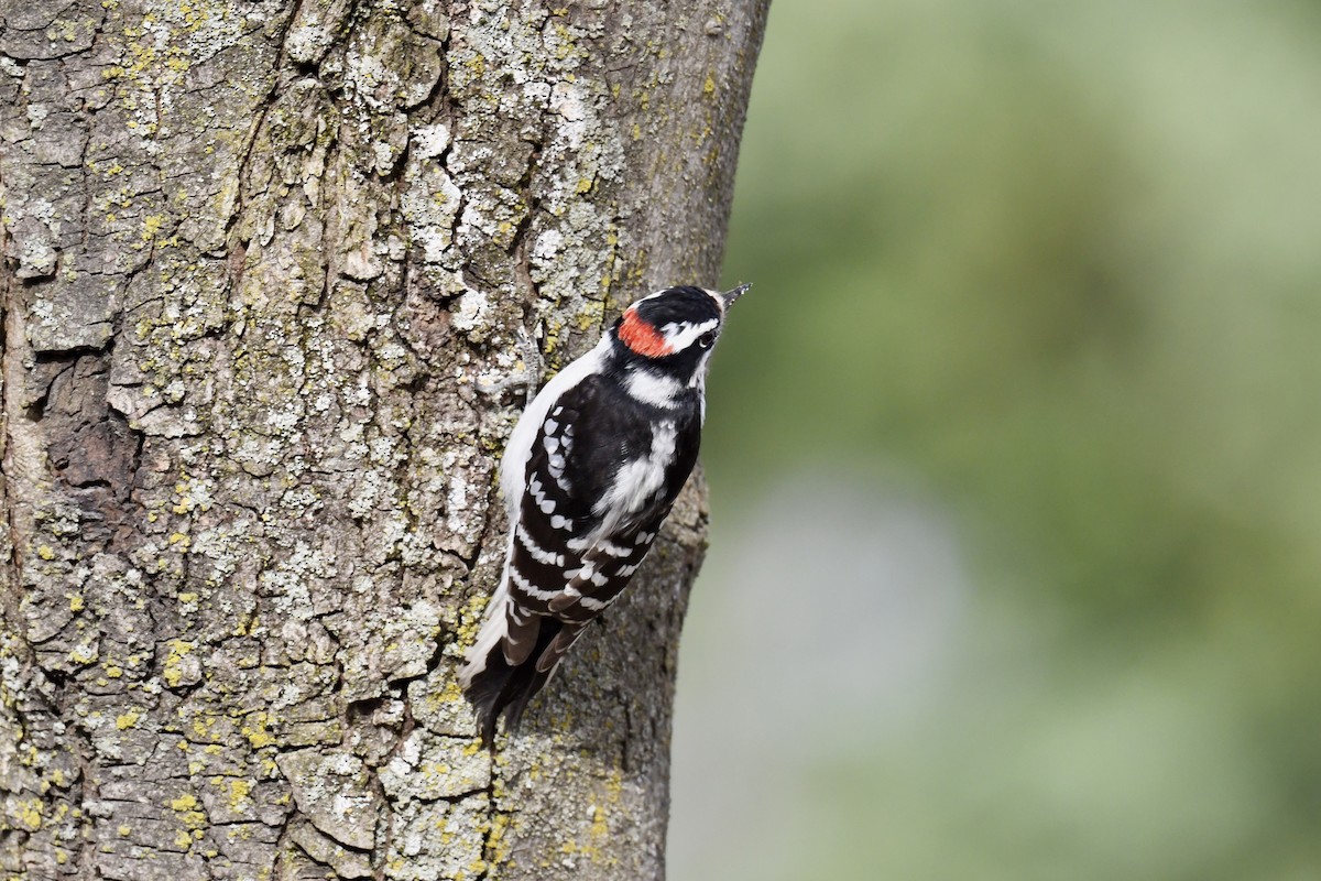 Downy Woodpecker (Eastern) - Christiane Hébert