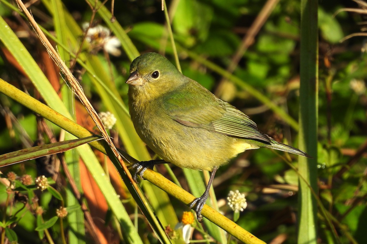 Painted Bunting - ML618050724