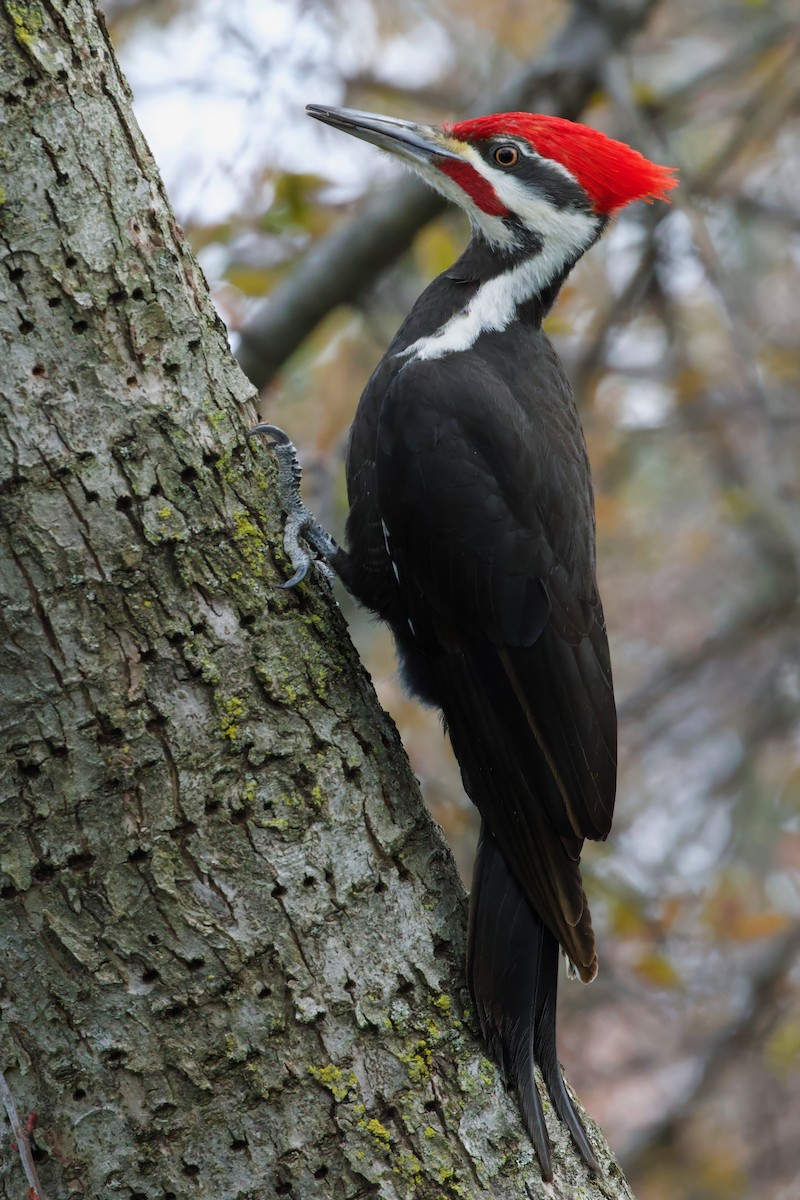 Pileated Woodpecker - ML618050748
