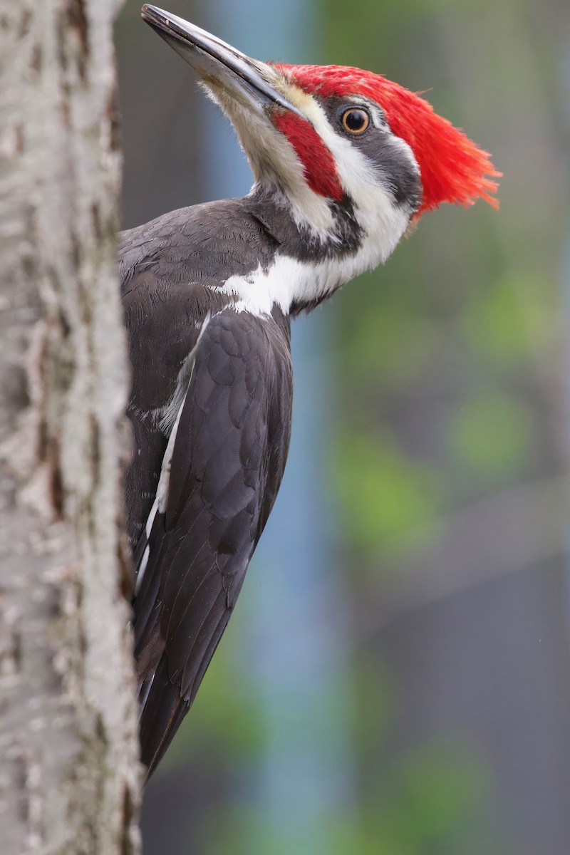 Pileated Woodpecker - ML618050749