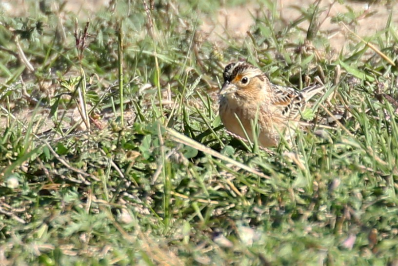 Grasshopper Sparrow - Henry Mauer