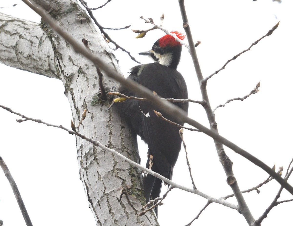 Pileated Woodpecker - Margaret Hough