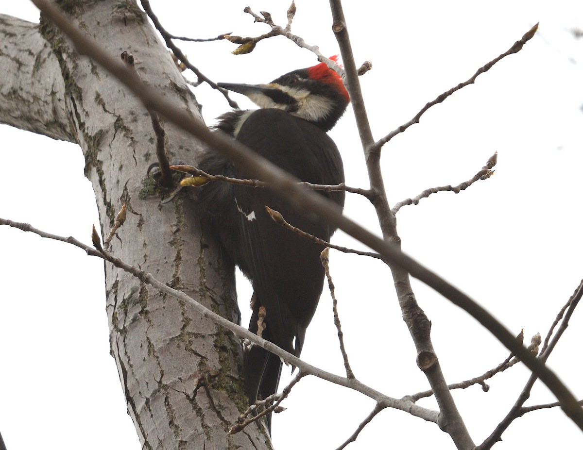 Pileated Woodpecker - ML618050794