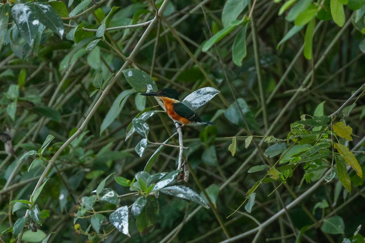American Pygmy Kingfisher - ML618050796