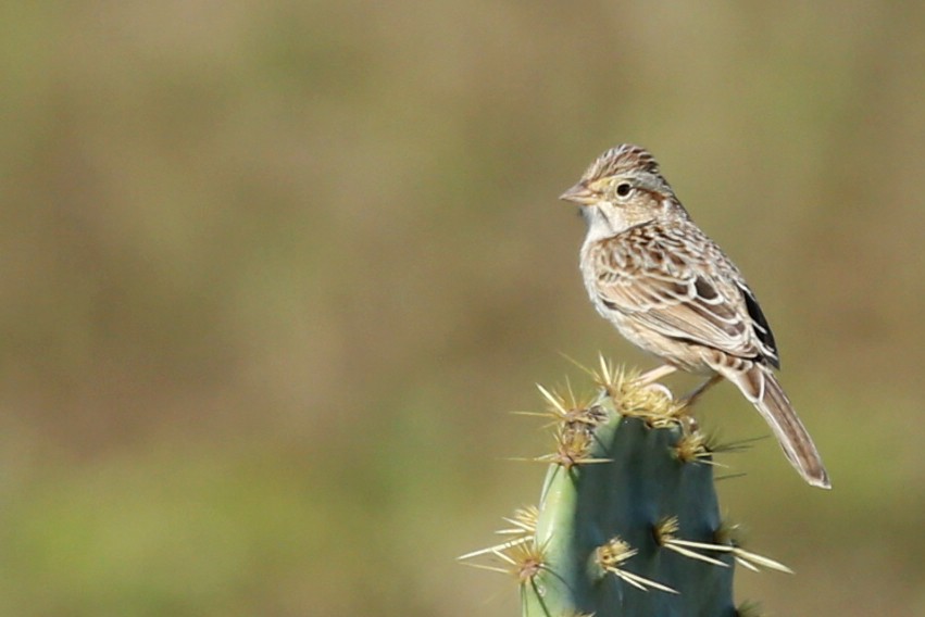 Brewer's Sparrow - Henry Mauer