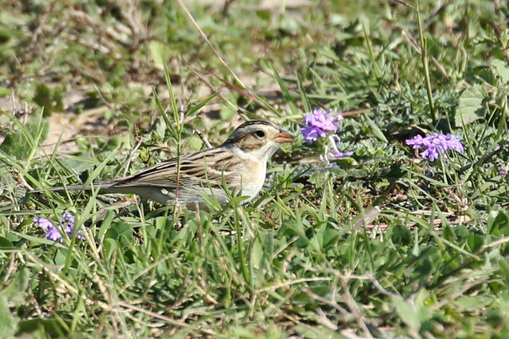 Clay-colored Sparrow - ML618050809
