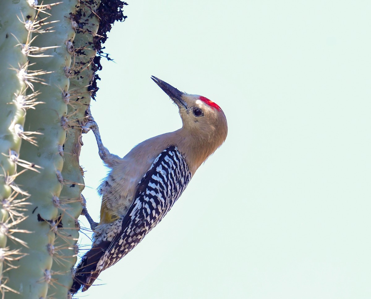 Gila Woodpecker - ML618050849