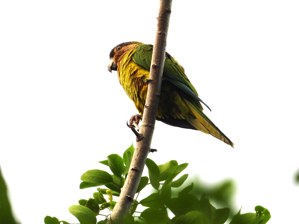 Brown-throated Parakeet - Robert Lambeck