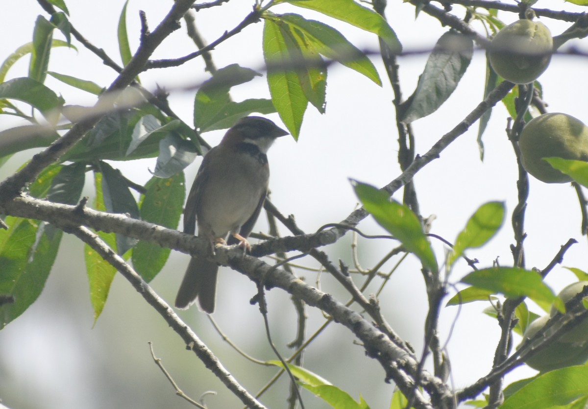 Rufous-collared Sparrow - Carlos G Vasquez C