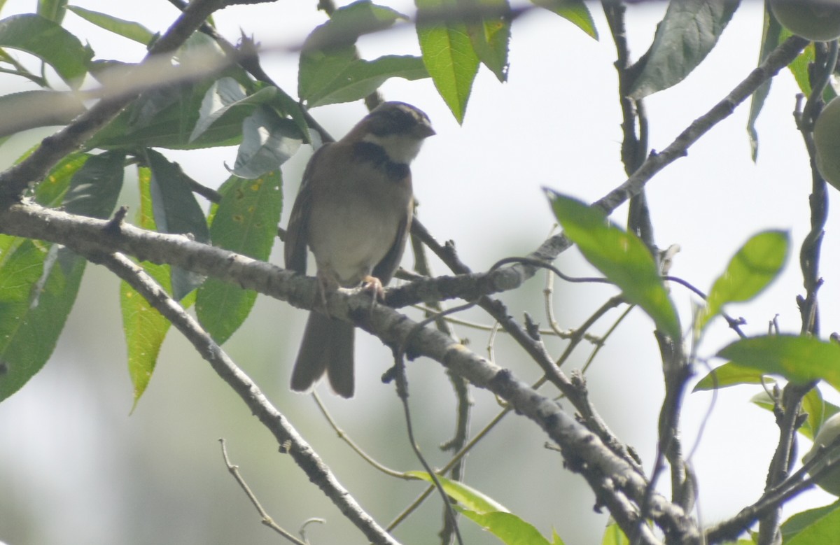 Rufous-collared Sparrow - ML618050880