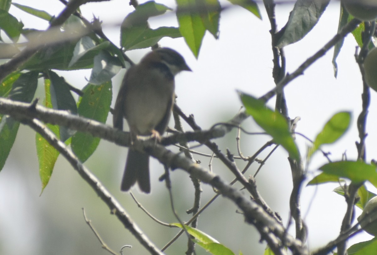 Rufous-collared Sparrow - Carlos G Vasquez C