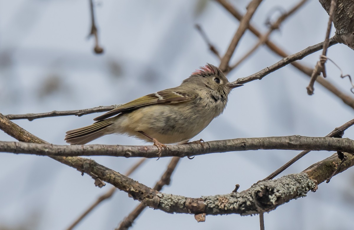 Ruby-crowned Kinglet - ismael chavez