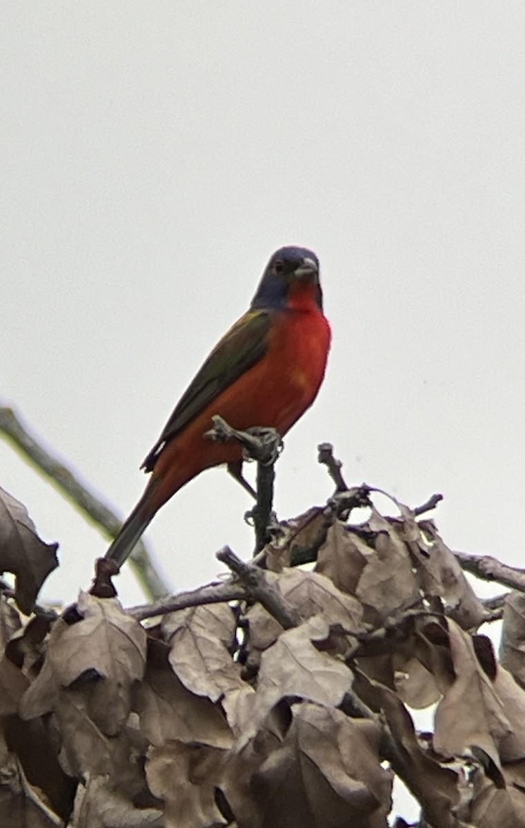 Painted Bunting - ML618050911