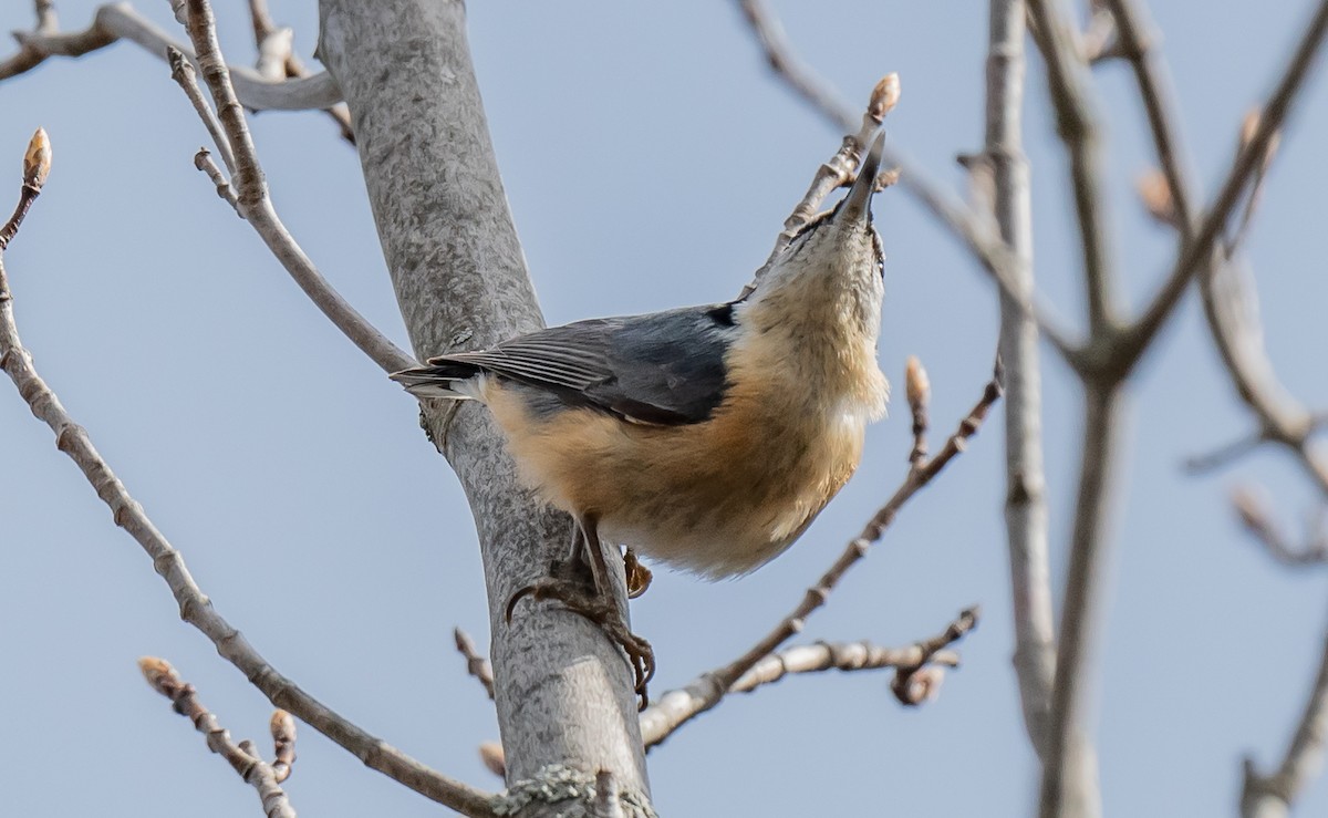 Red-breasted Nuthatch - ismael chavez