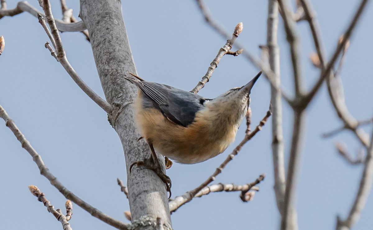 Red-breasted Nuthatch - ismael chavez