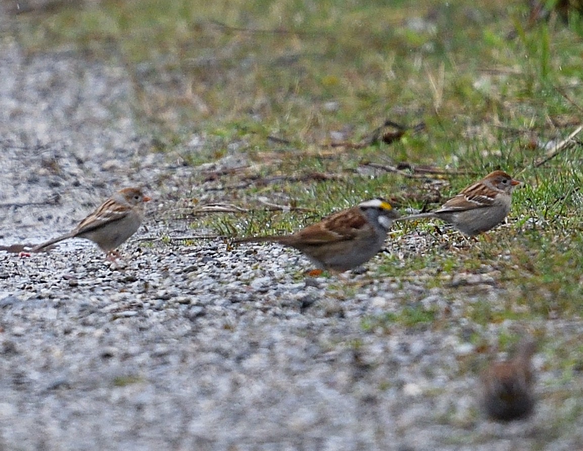 Field Sparrow - ML618050937