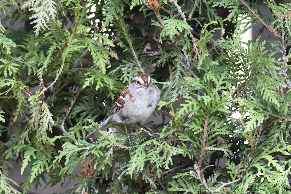 American Tree Sparrow - Christiane Hébert