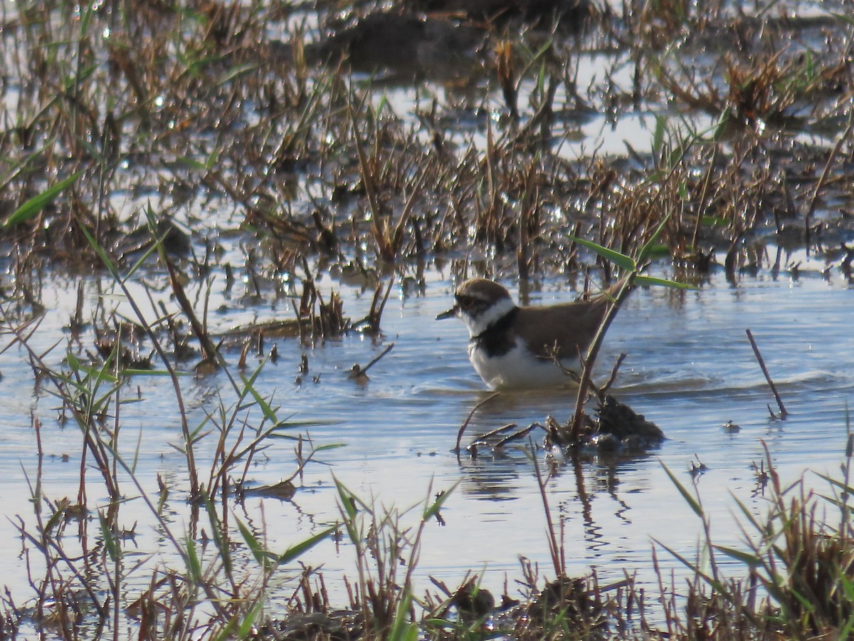 Common Ringed Plover - Larry & Patty Marsh