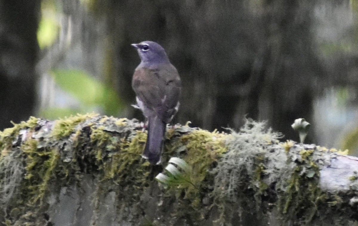 Brown-backed Solitaire - ML618051018