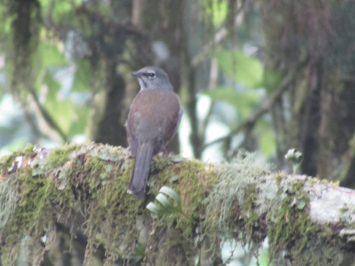 Brown-backed Solitaire - ML618051020