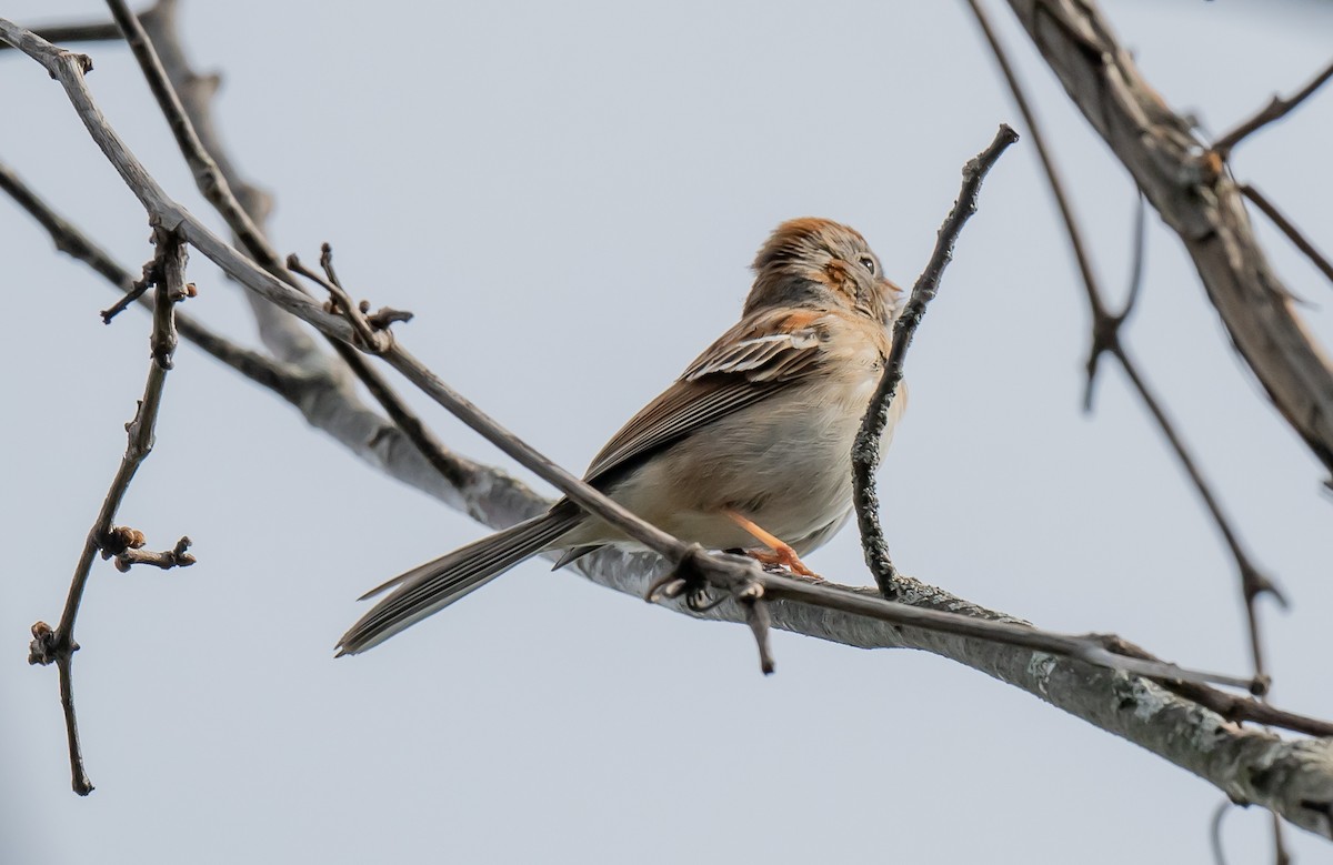 Field Sparrow - ML618051024