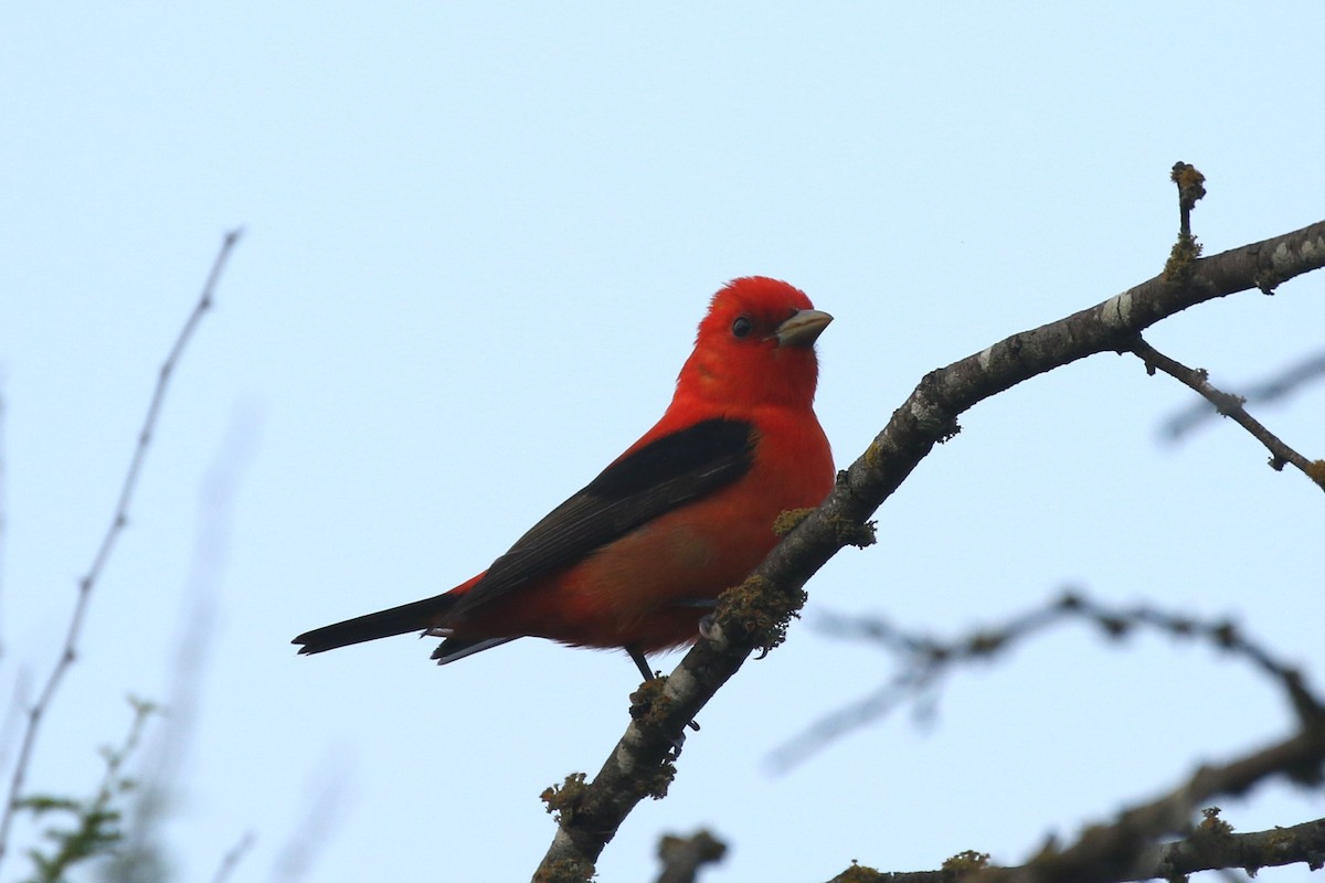 Scarlet Tanager - ML618051040
