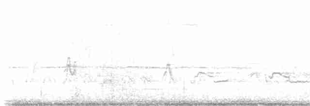 Weißbauch-Phoebetyrann - ML618051041