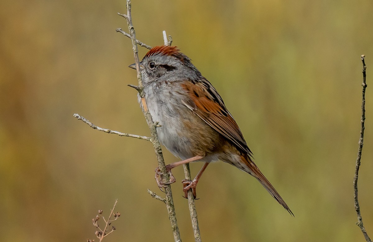 Swamp Sparrow - ML618051050