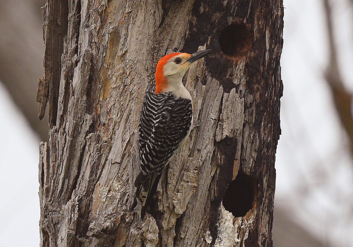 Red-bellied Woodpecker - Doug Orama