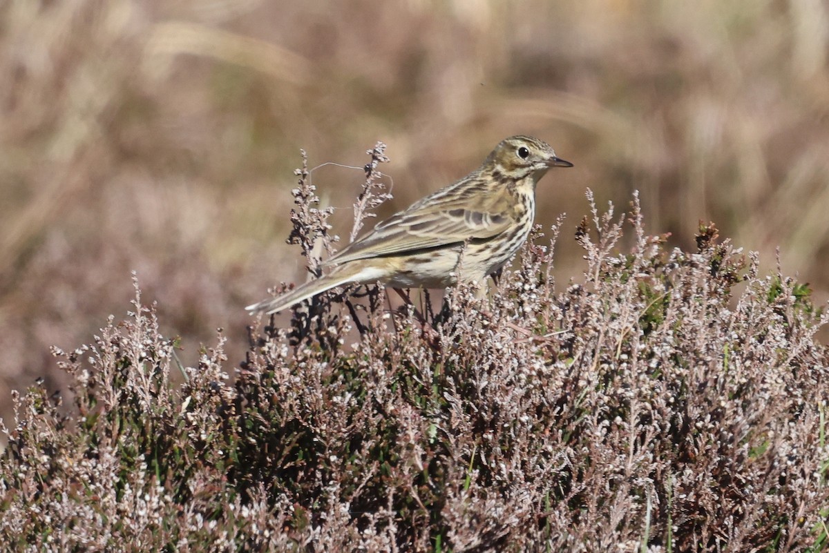 Meadow Pipit - ML618051055