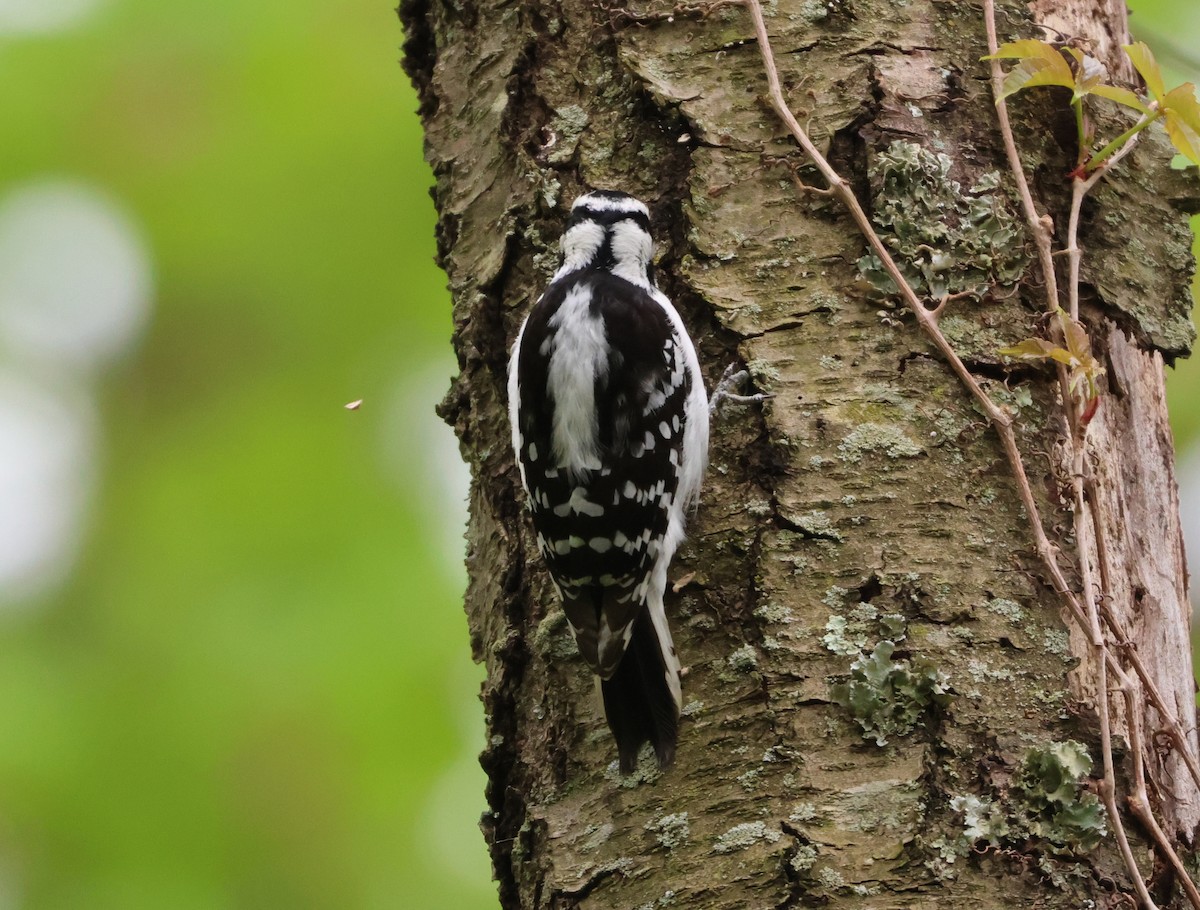 Downy Woodpecker - ML618051057