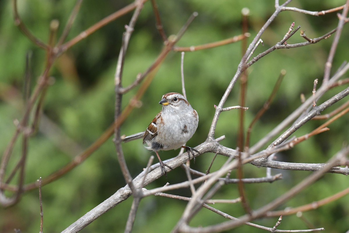 American Tree Sparrow - ML618051101