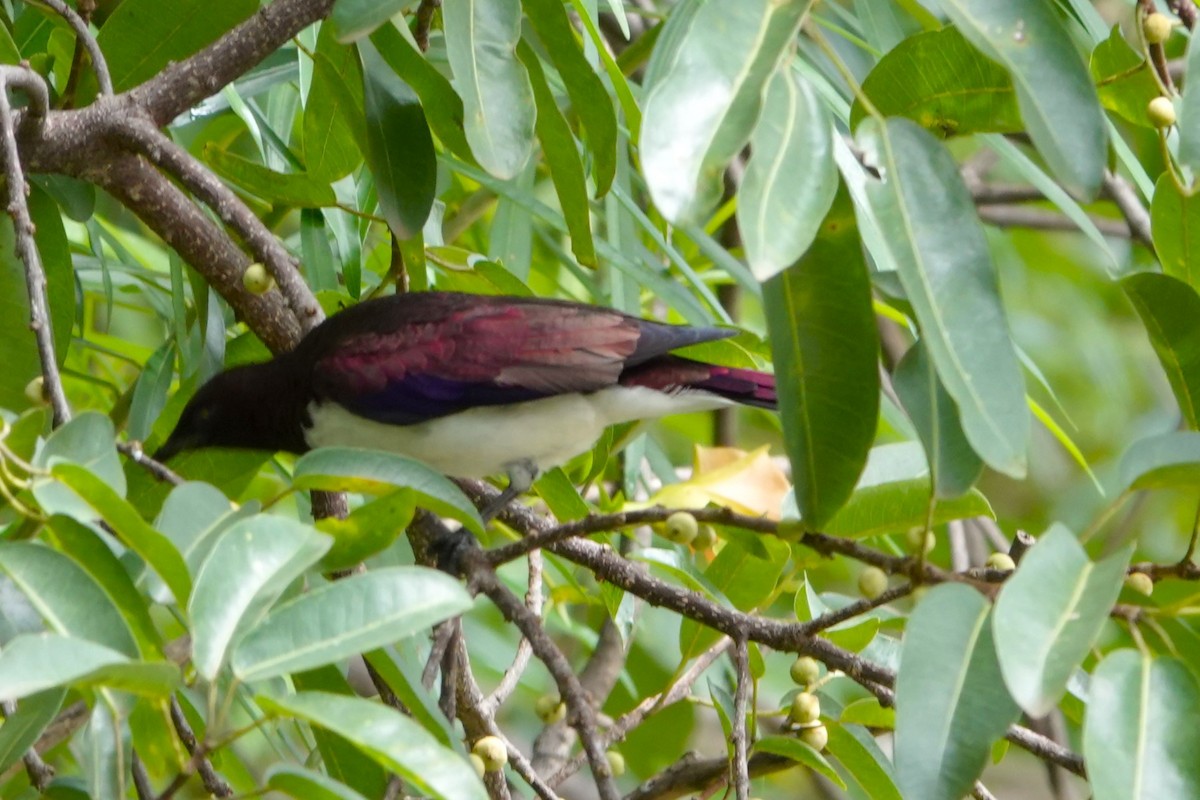 Violet-backed Starling - ML618051117