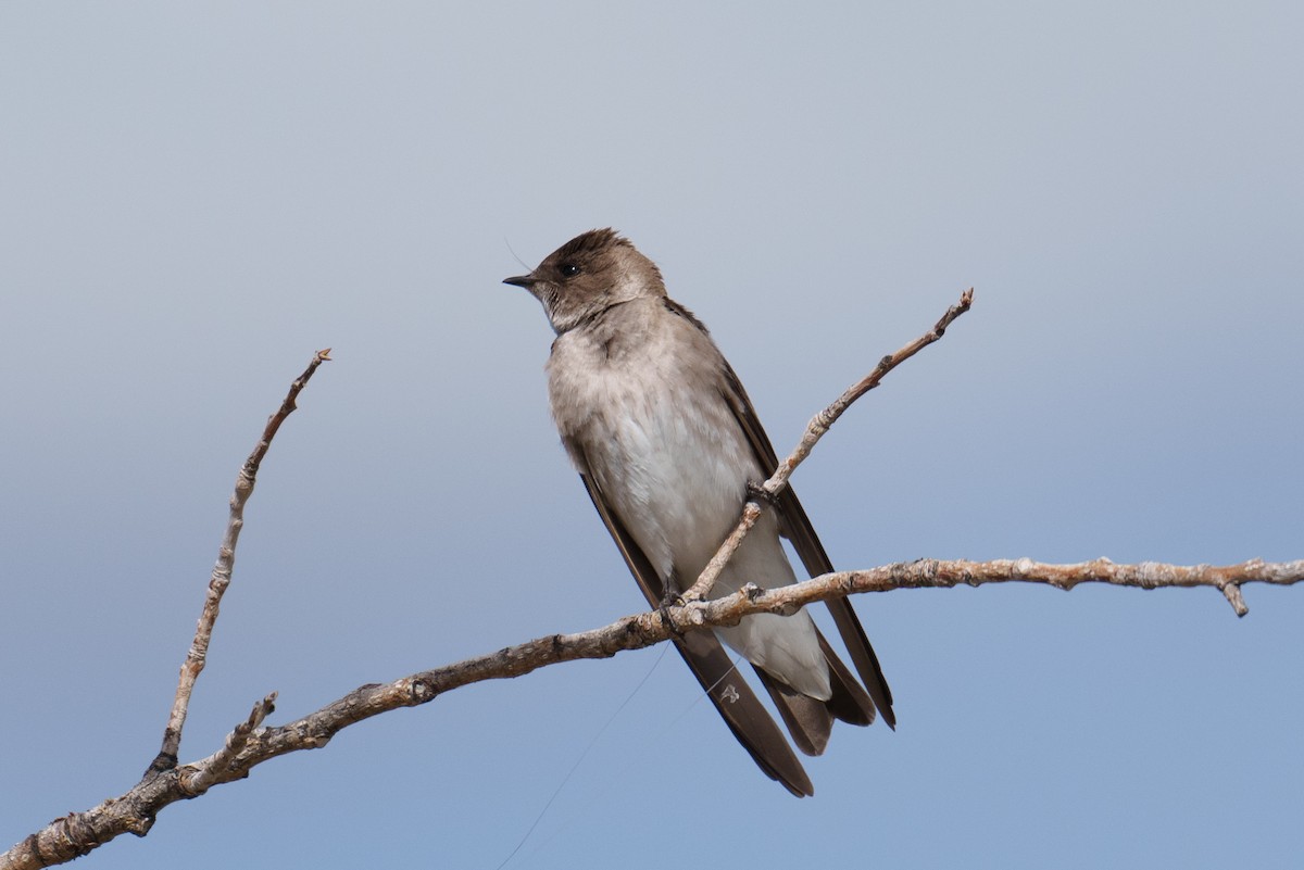 Northern Rough-winged Swallow - ML618051143