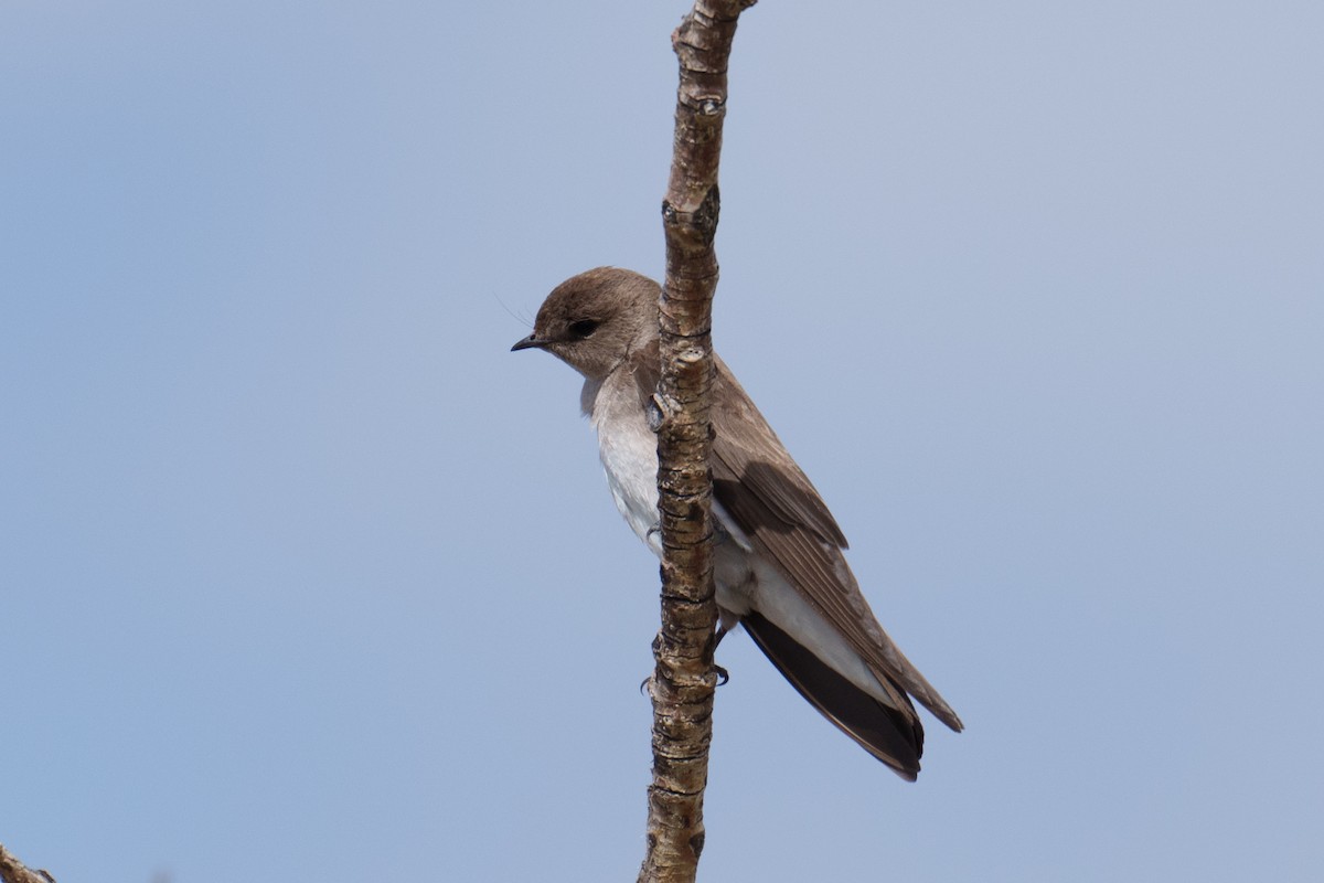 Northern Rough-winged Swallow - ML618051144