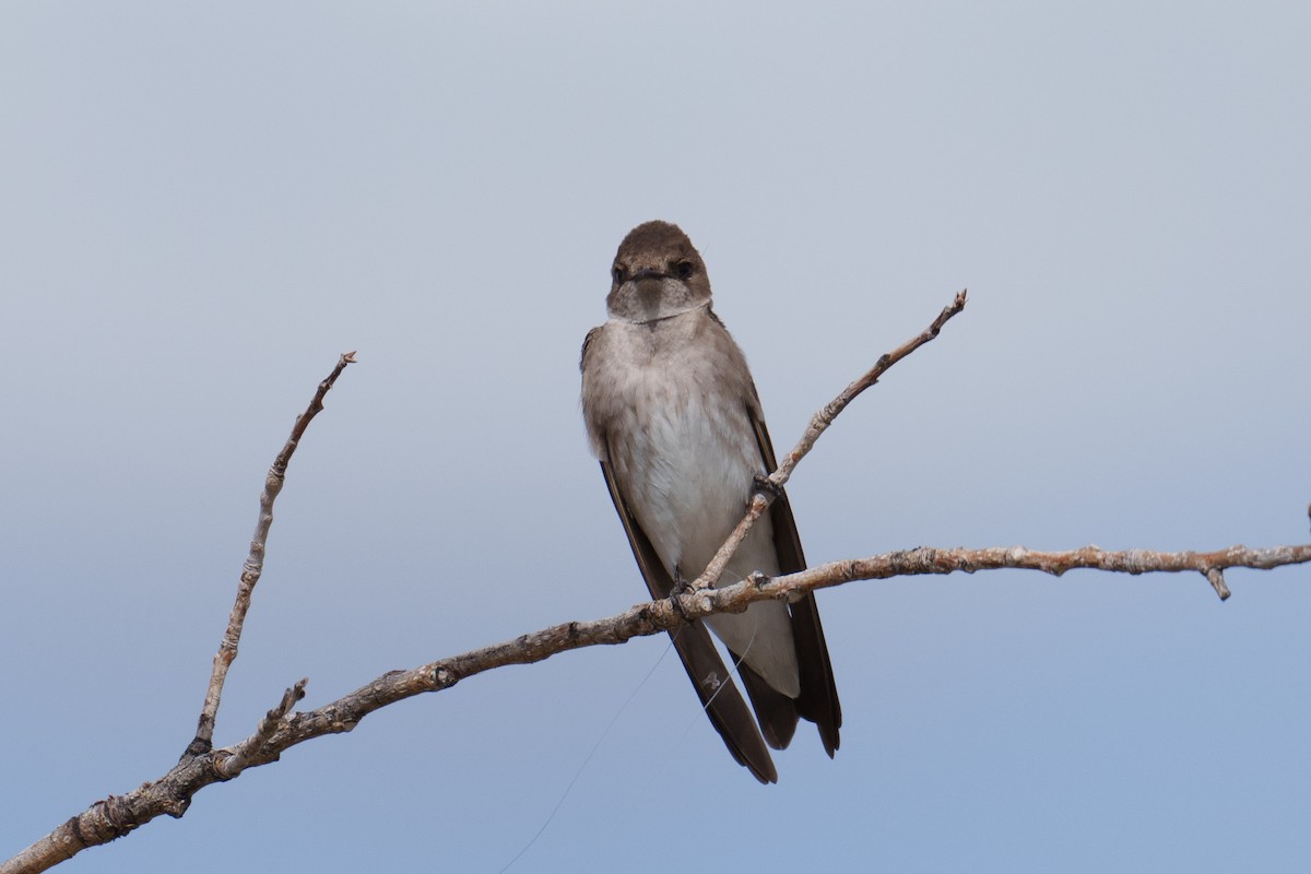 Northern Rough-winged Swallow - ML618051145