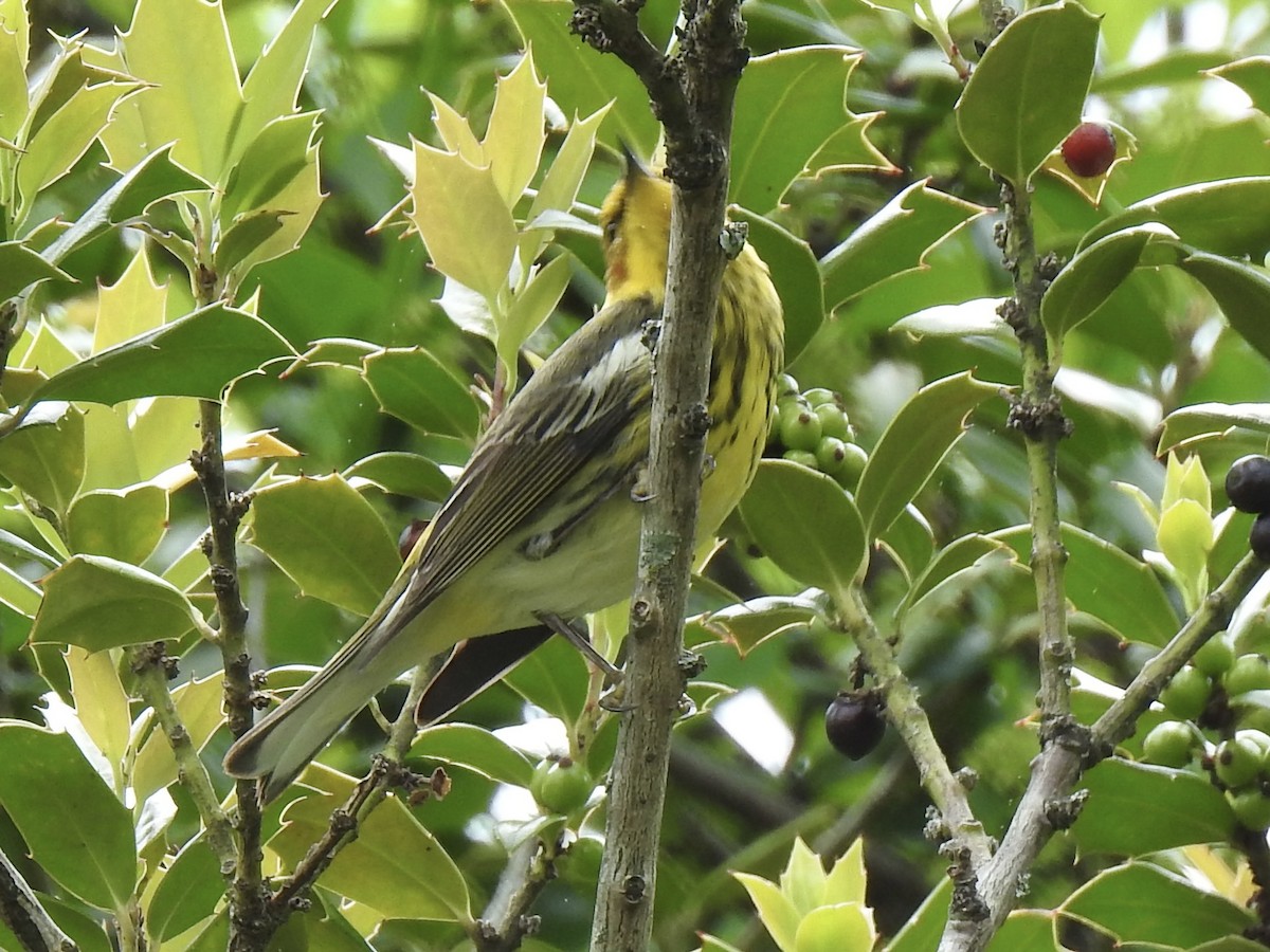 Cape May Warbler - ML618051182