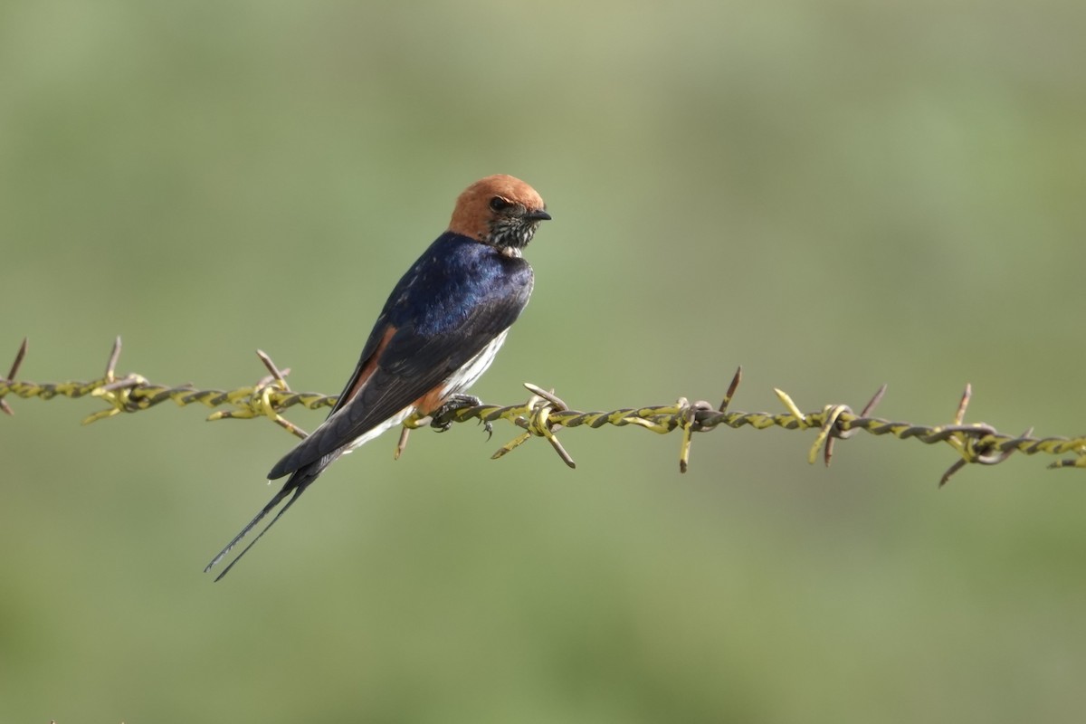 Lesser Striped Swallow - ML618051200