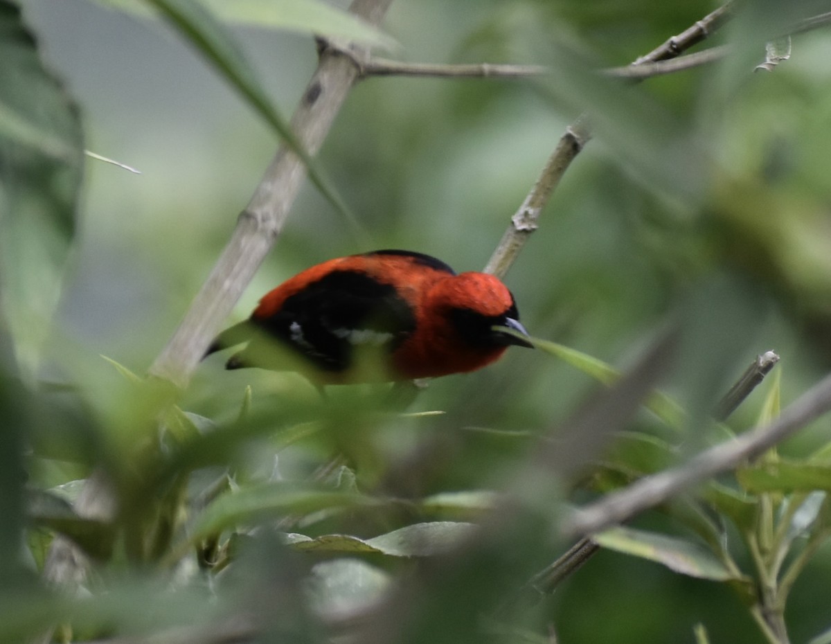White-winged Tanager - ML618051207