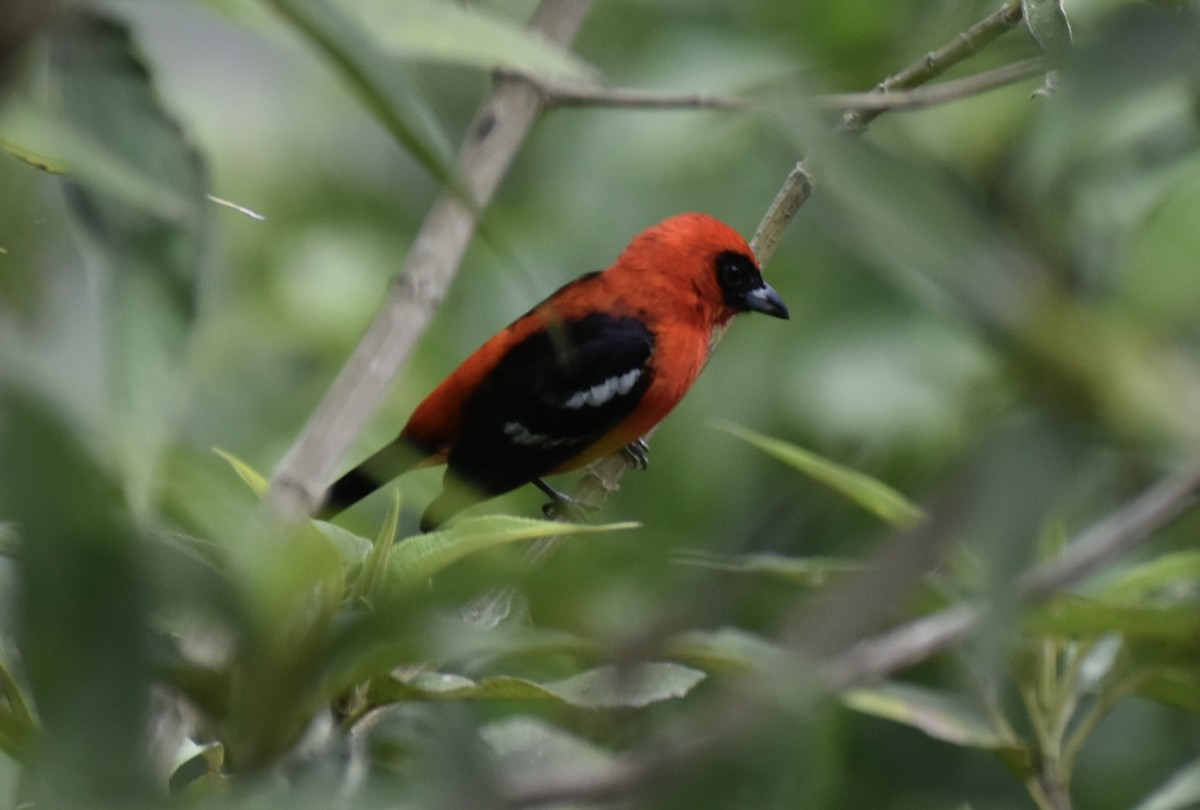 White-winged Tanager - ML618051208