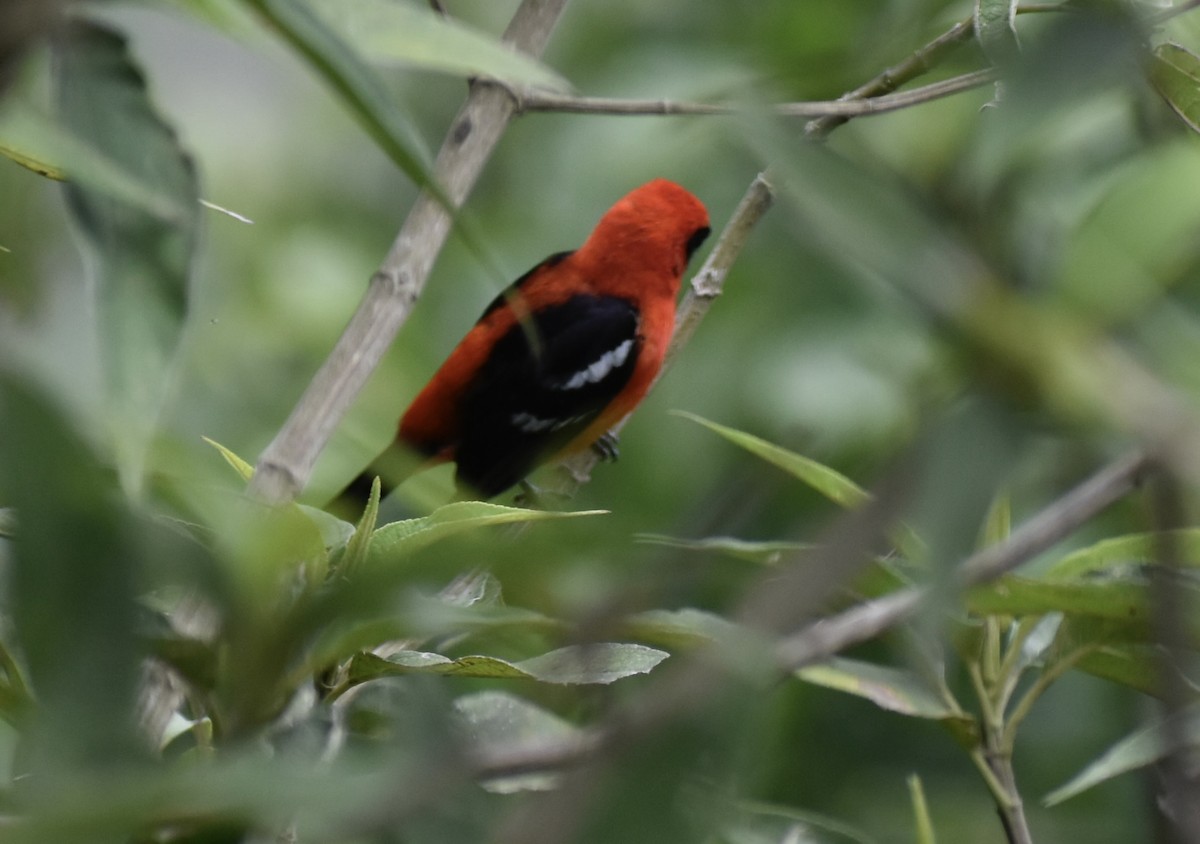 White-winged Tanager - ML618051209