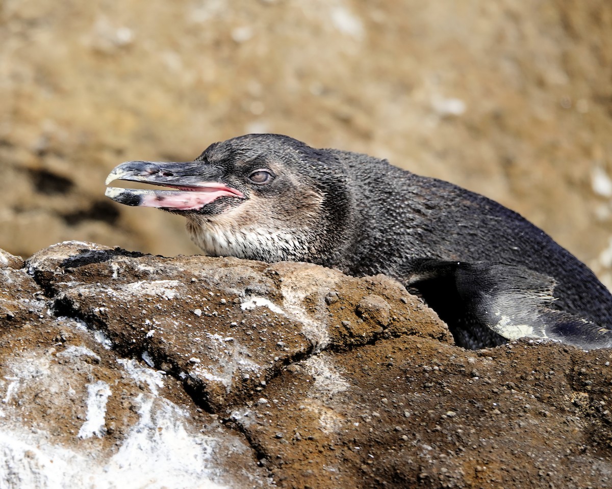 Галапагосский пингвин - ML618051241