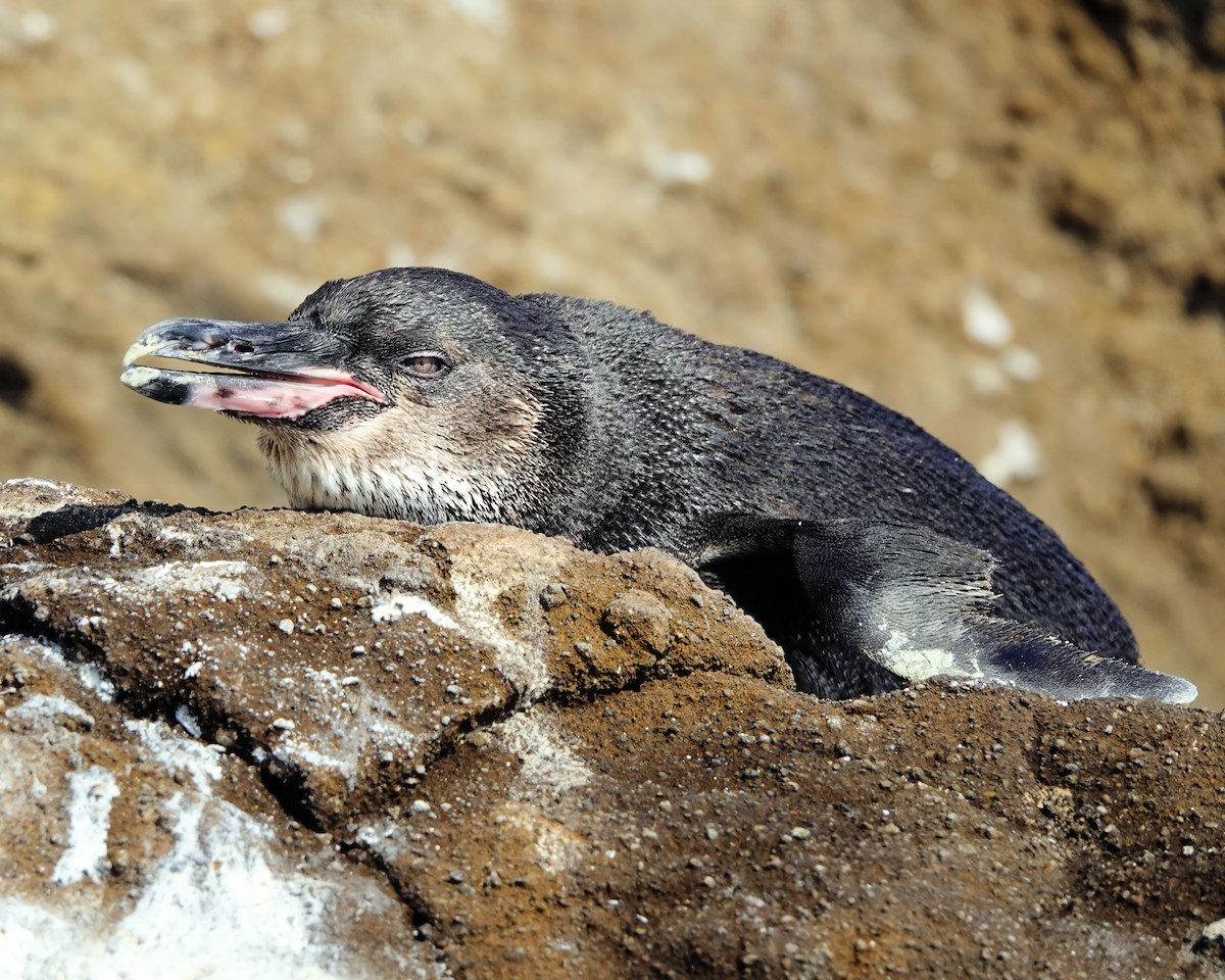 Pingüino de Galápagos - ML618051259