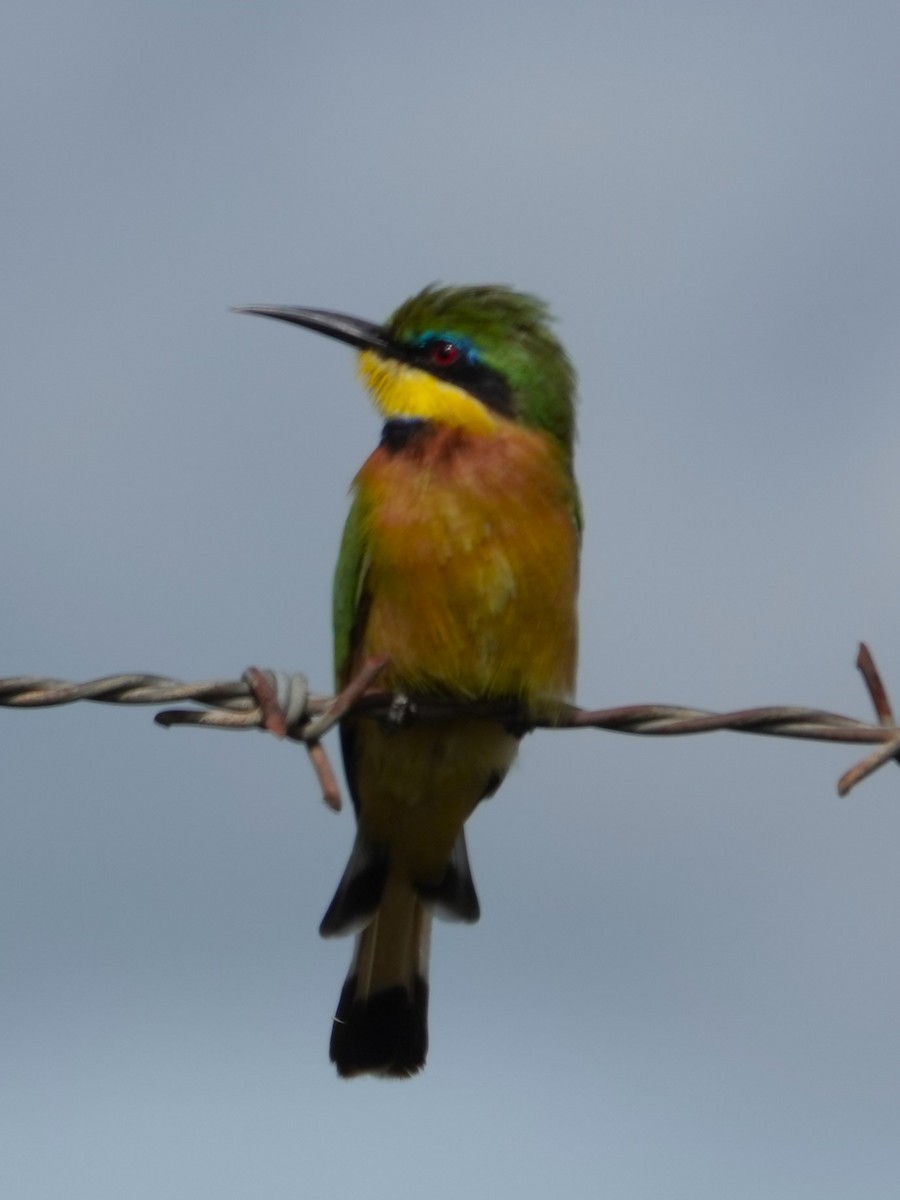 Little Bee-eater - ML618051279